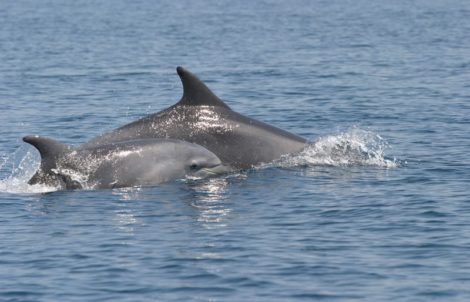 Dolphins in the Adriatic Sea Croatia