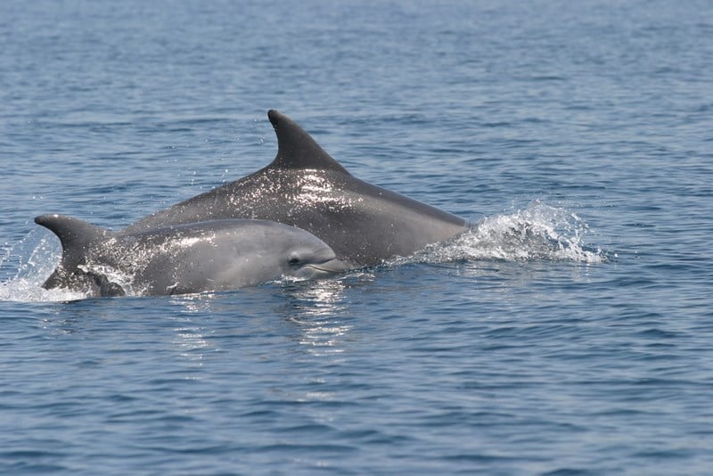 Dolphins in the Adriatic Sea Croatia