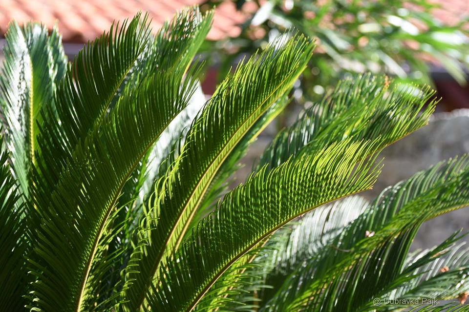 This image has an empty alt attribute; its file name is DubravkaPajk_orebic_2.jpg