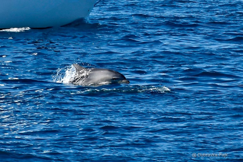 This image has an empty alt attribute; its file name is Komiska2018_2-1024x683.jpg